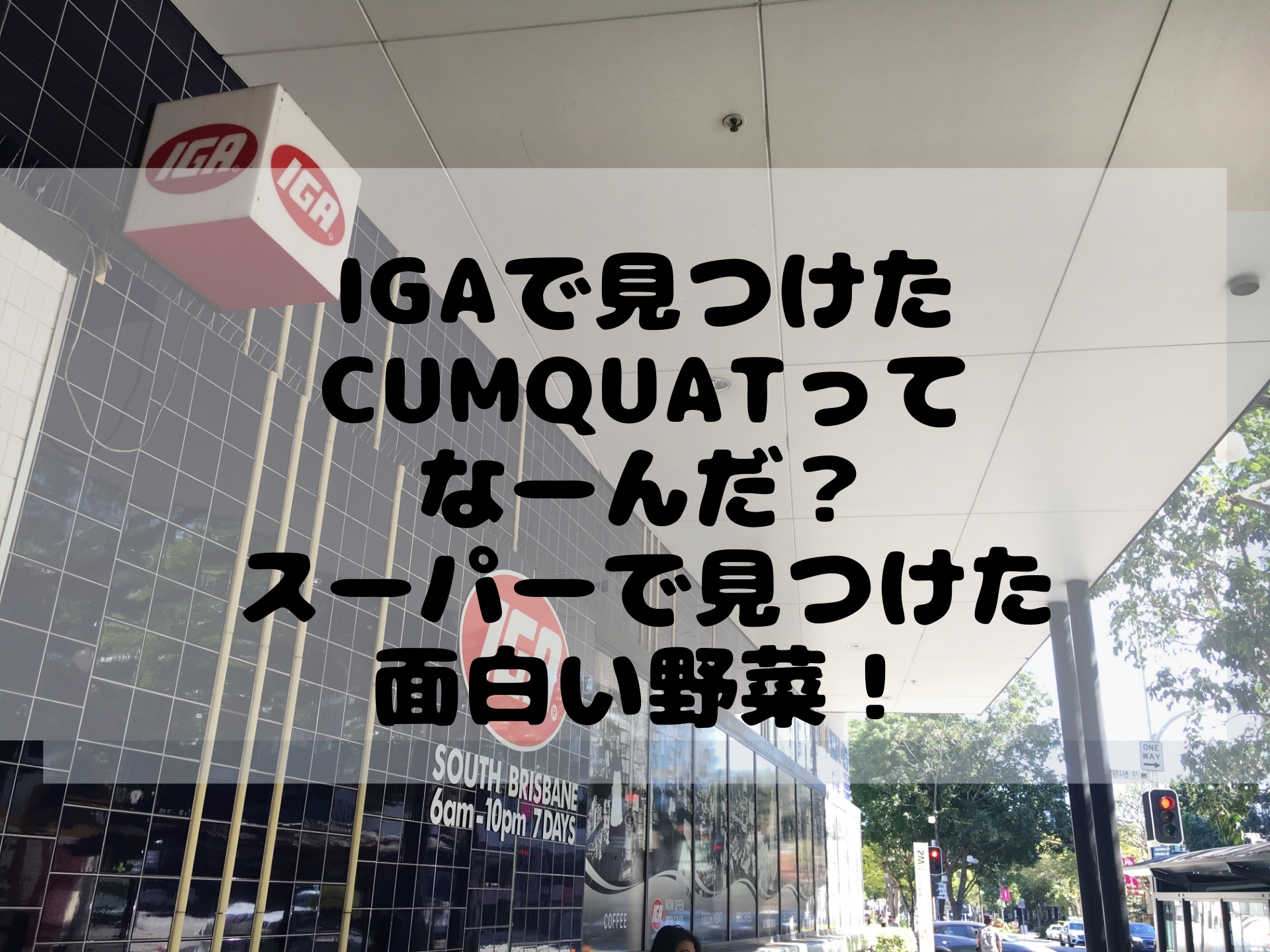 オーストラリアの面白いフルーツcumquatを食べたらキンカンだった話 変な形の野菜を紹介